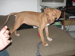 Is My Puppy Purebred?